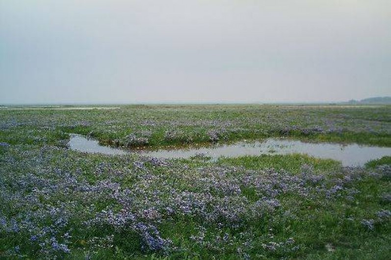 Location de vacances - Appartement à Cayeux-sur-Mer