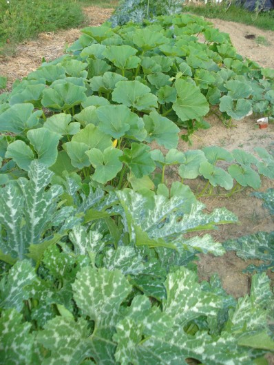 Location de vacances - Gîte à Saint-Martin-d'Août