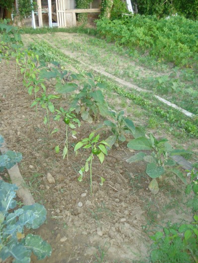 Location de vacances - Gîte à Saint-Martin-d'Août
