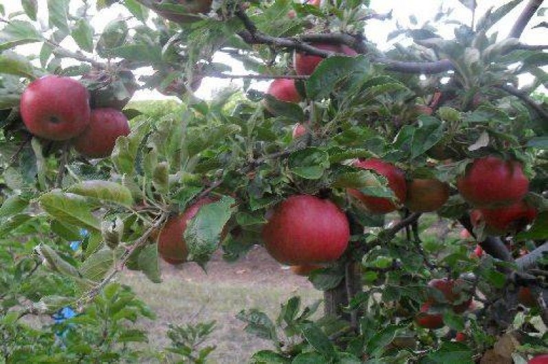 Location de vacances - Gîte à Balbronn