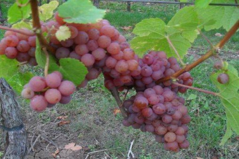 Location de vacances - Gîte à Balbronn