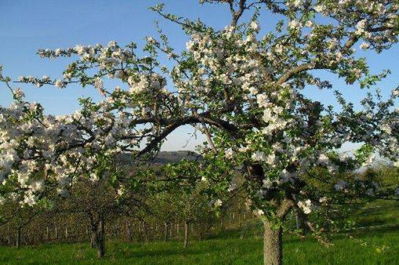 Location de vacances - Gîte à Balbronn