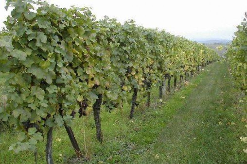 Location de vacances - Gîte à Balbronn