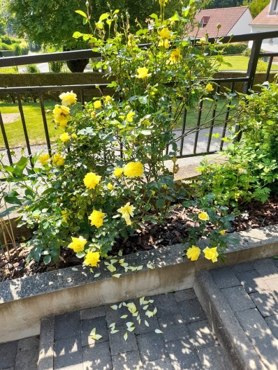Location de vacances - Gîte à Beussent - MASSIF