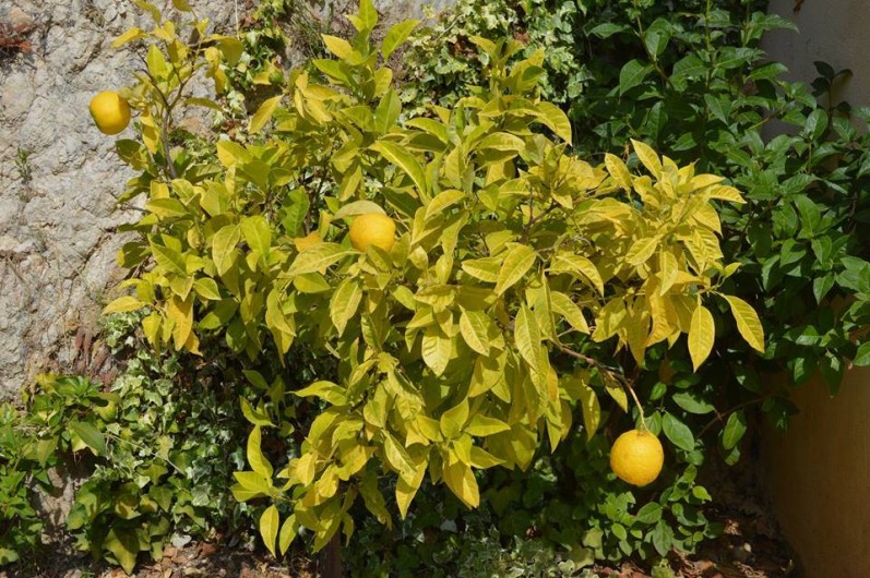 Location de vacances - Mas à Toulon