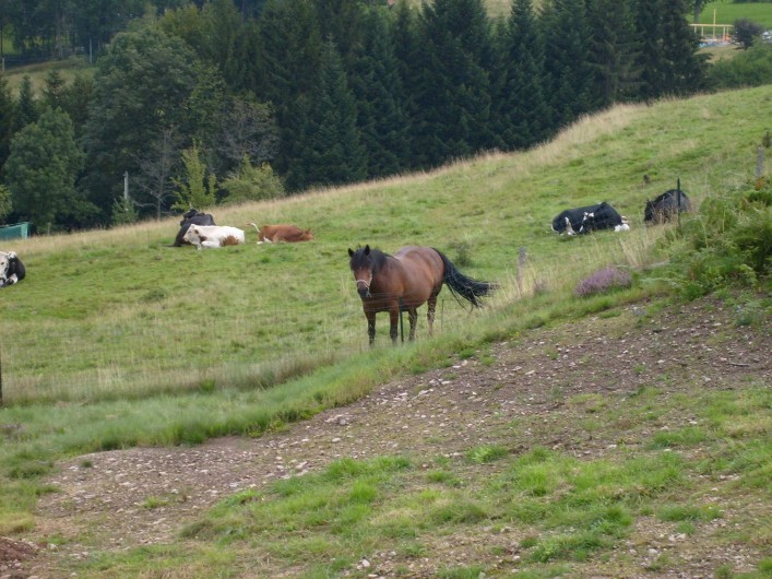 Location de vacances - Chalet à Saint-Maurice-sur-Moselle - Nos Voisins les Chevaux dans leur pature