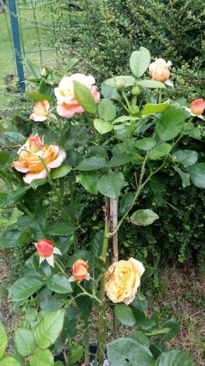 Location de vacances - Maison - Villa à Rives-du-Loir-en-Anjou - LE TEMPS DES ROSES