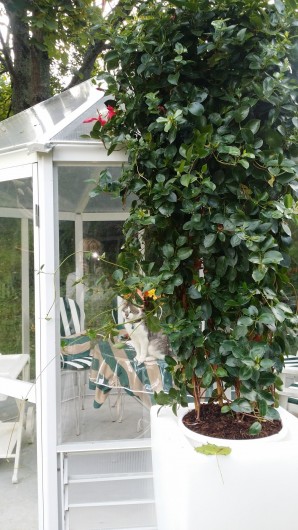 Location de vacances - Maison - Villa à Rives-du-Loir-en-Anjou - INTERIEUR DU KIOSQUE EN VERRE