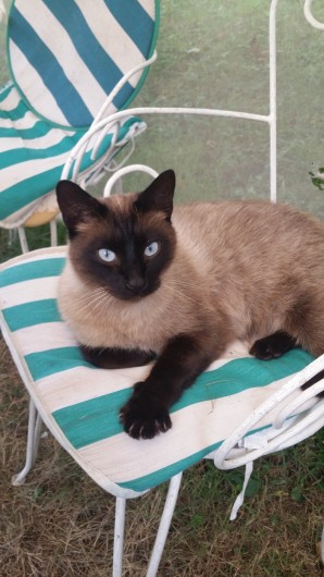 Location de vacances - Maison - Villa à Rives-du-Loir-en-Anjou - MON BEAU SIAMOIS