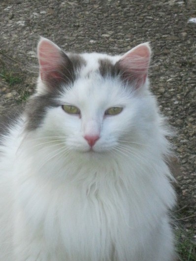 Location de vacances - Maison - Villa à Rives-du-Loir-en-Anjou - MON "BANDIT" COQUIN