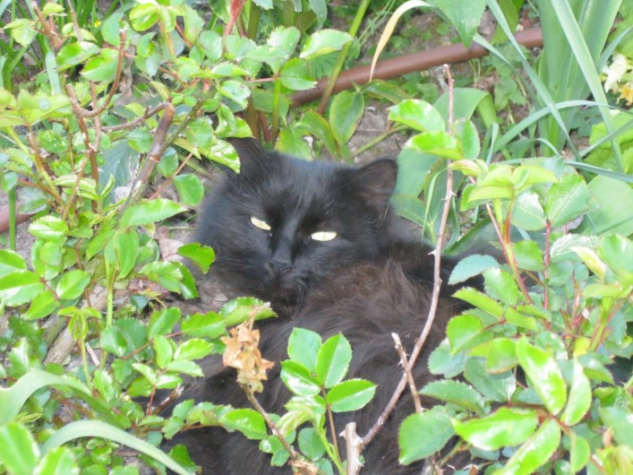 Location de vacances - Maison - Villa à Rives-du-Loir-en-Anjou - LA FAROUCHE "PUPUCE"