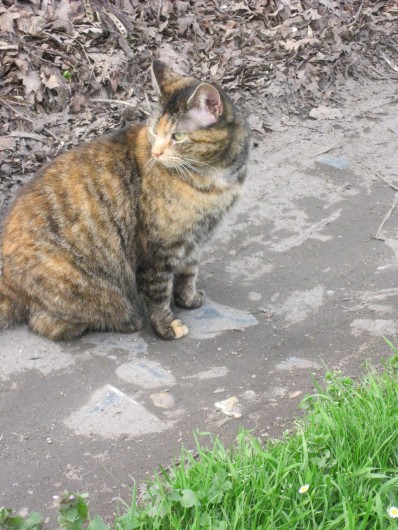 Location de vacances - Maison - Villa à Rives-du-Loir-en-Anjou - LEA AUX 3 COULEURS