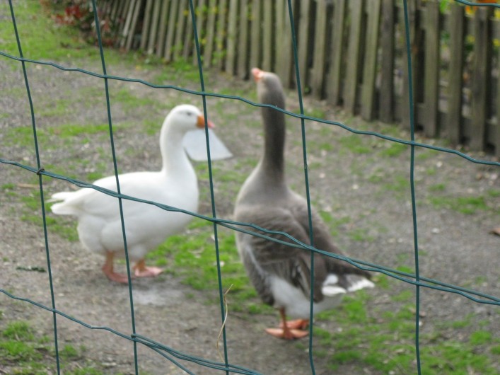 Location de vacances - Maison - Villa à Rives-du-Loir-en-Anjou - LES GARDIENS DE LA MAISON