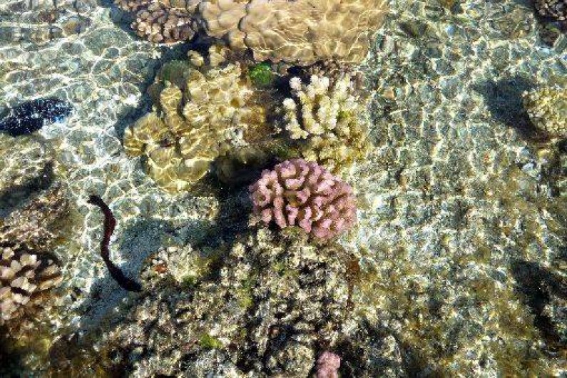 Location de vacances - Bungalow - Mobilhome à Uturoa - JARDIN DE CORAIL