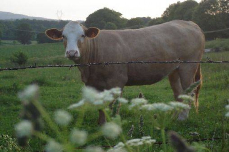 Location de vacances - Maison - Villa à Provenchère