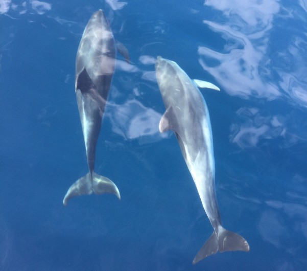 Location de vacances - Appartement à Valle Gran Rey