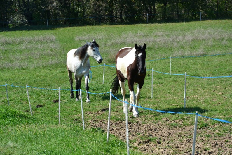 Location de vacances - Appartement à Le Teil - Nos chevaux situés a 300 m de la maison.