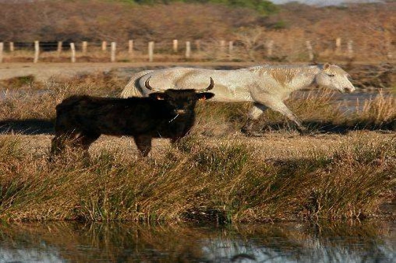 Location de vacances - Appartement à Saintes-Maries-de-la-Mer