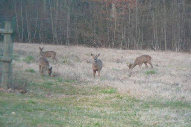 Location de vacances - Gîte à Mesland