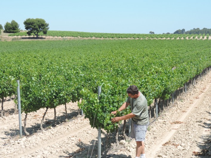 Location de vacances - Gîte à Sallèles-d'Aude - Vigne