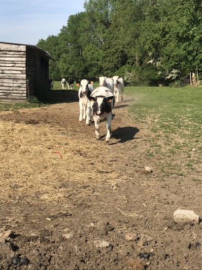 Location de vacances - Gîte à Schaltin