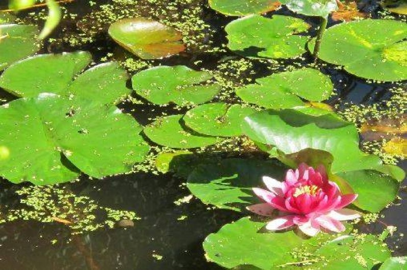 Location de vacances - Gîte à Chissay-en-Touraine