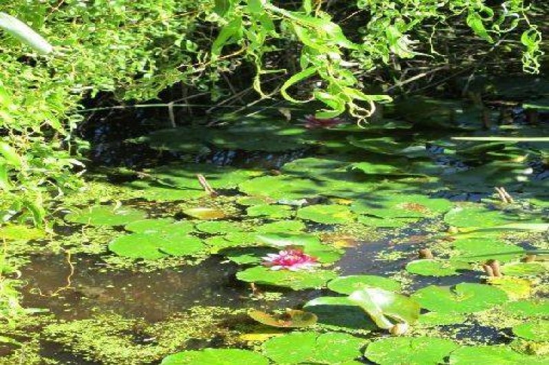 Location de vacances - Gîte à Chissay-en-Touraine