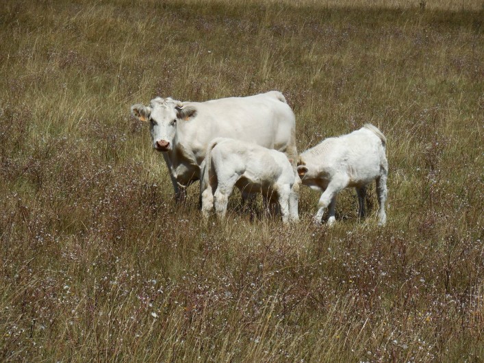 Location de vacances - Gîte à La Bâtie-Vieille