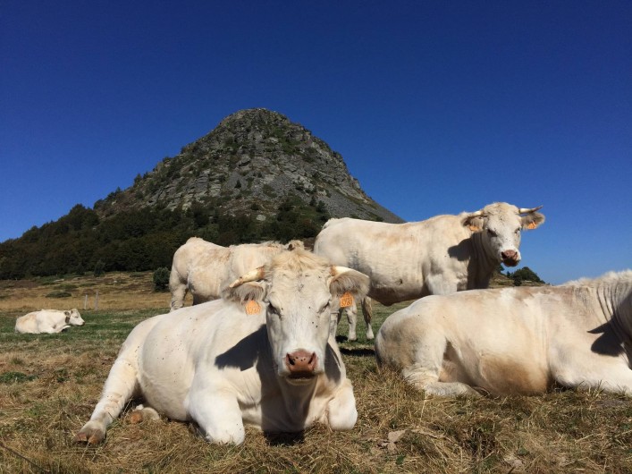 Location de vacances - Villa à Cruas - La montagne Ardéchoise : Le gerbier de JONC   " la source de la loire"