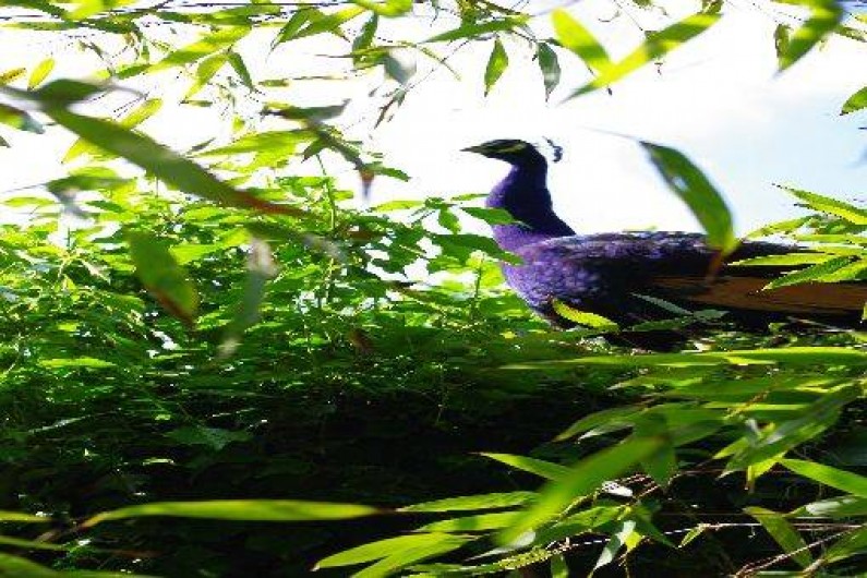 Location de vacances - Gîte à Saint-Julien-du-Sault