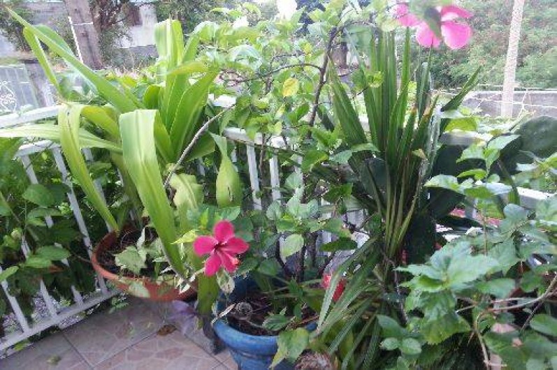 Location de vacances - Villa à Bouillante