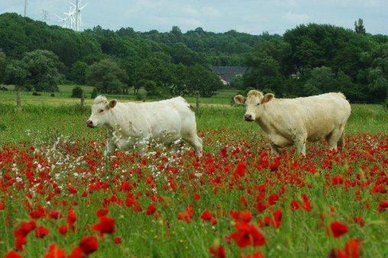 Location de vacances - Appartement à Criel-sur-Mer