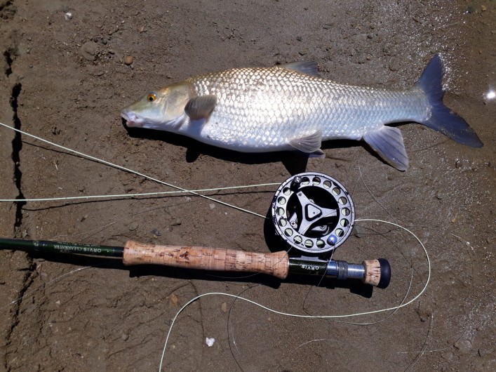 Location de vacances - Gîte à Siruela - La pesca del BARBO en La Serena.