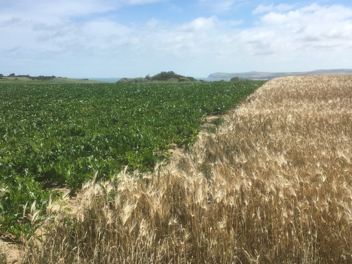 Location de vacances - Appartement à Audinghen - campagne et vue sur cap blanc nez