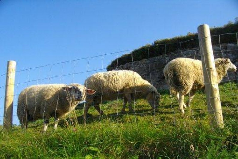 Location de vacances - Chalet à Montlebon