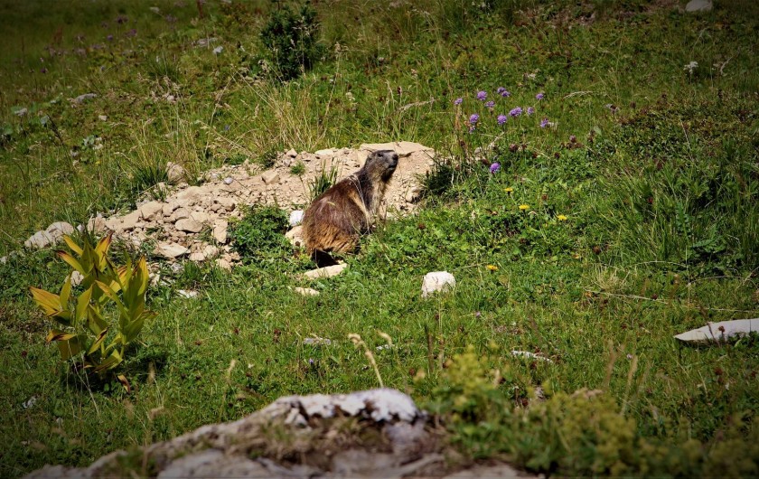 Location de vacances - Gîte à Pralognan-la-Vanoise