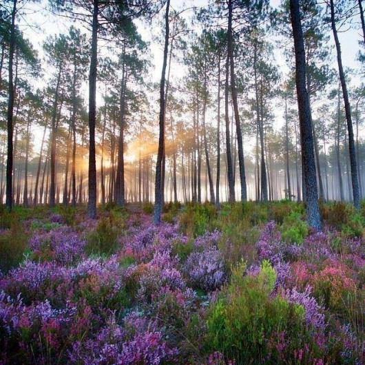Location de vacances - Villa à Mimizan - couleurs d'automne forêt de mimizan