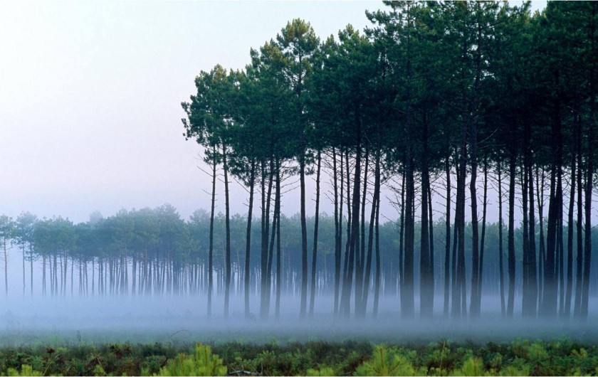 Location de vacances - Villa à Mimizan - petit matin automnal autour de Mimizan