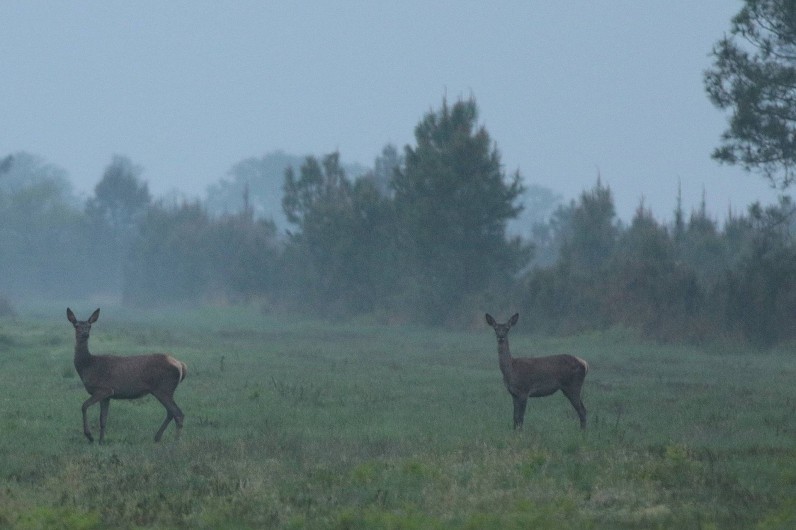 Location de vacances - Villa à Mimizan - chevreuils dans la lande