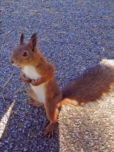 Location de vacances - Villa à Mimizan - nos compagnons les écureuils