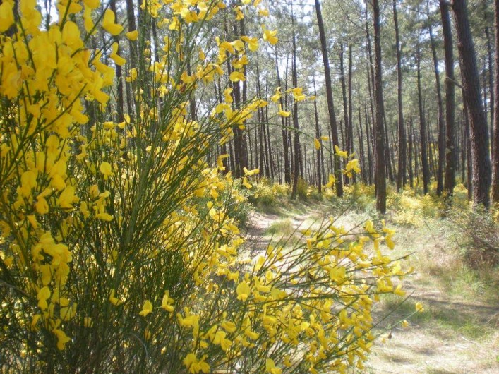 Location de vacances - Villa à Mimizan - charme des forets de pins au printemps