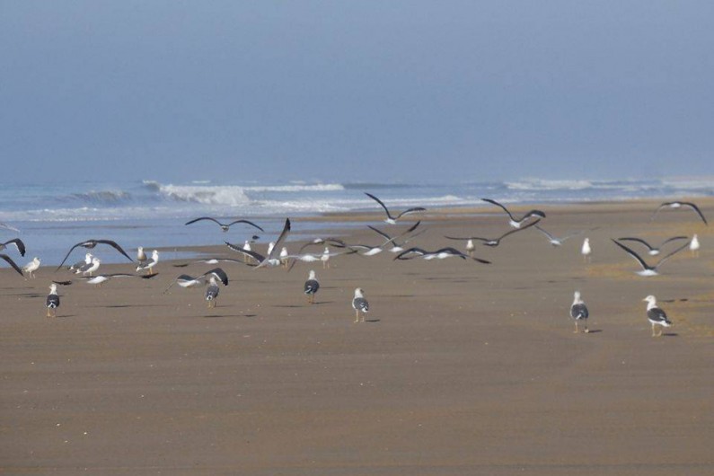 Location de vacances - Villa à Mimizan - la nature sauvage sur les longues plages de sable fin
