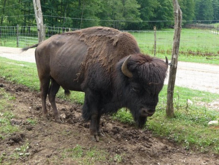 Location de vacances - Appartement à Songeson - parc animalier à environ 7km de la location