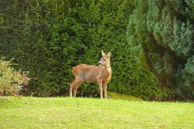 Location de vacances - Appartement à Fellering
