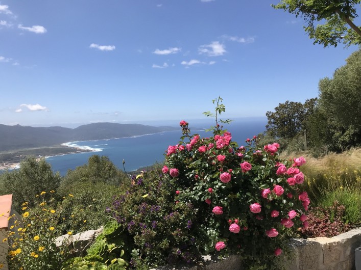 Location de vacances - Villa à Olmeto - Floraison Mai