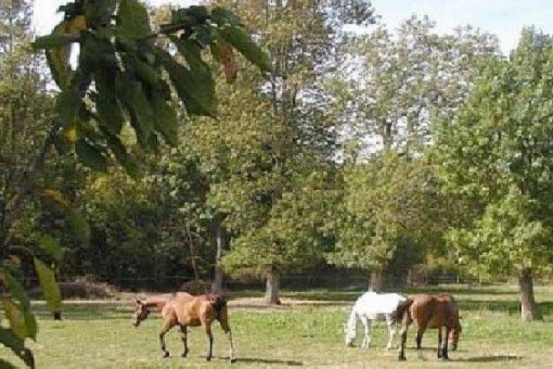 Location de vacances - Gîte à Beaumont-du-Périgord