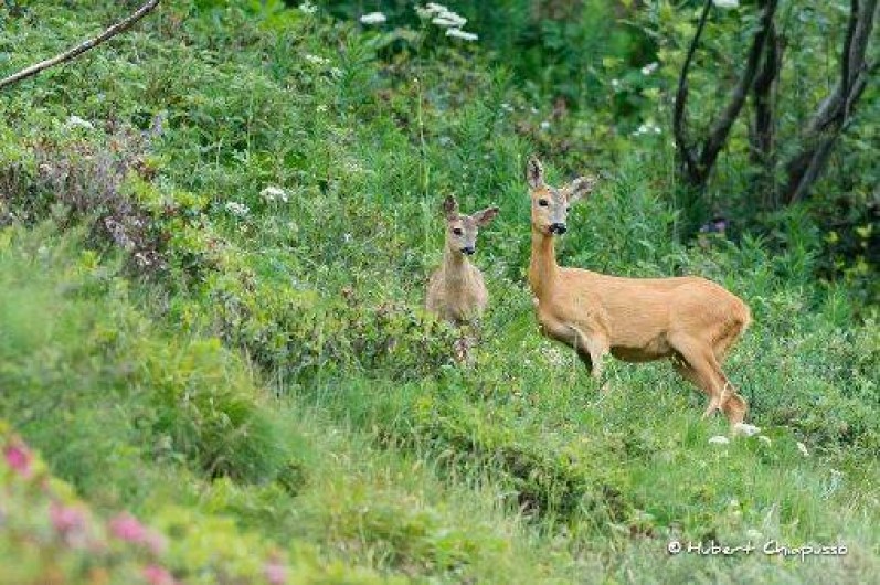 Location de vacances - Appartement à Termignon
