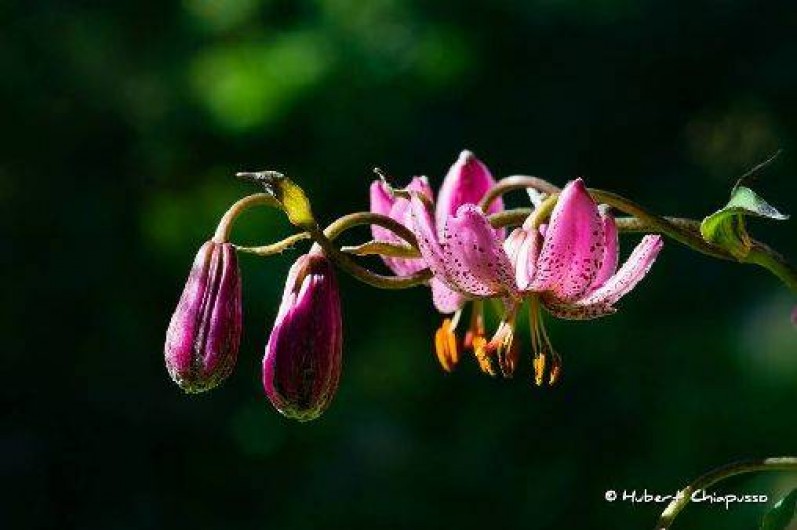 Location de vacances - Appartement à Termignon