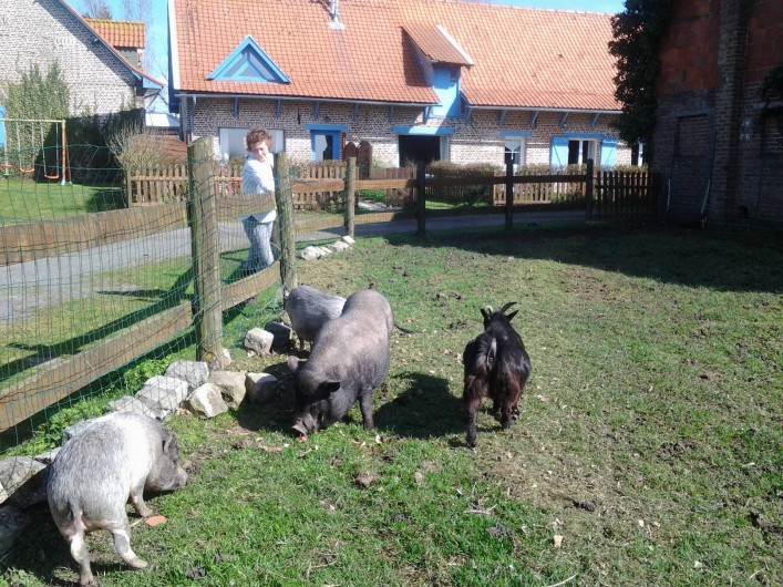 Location de vacances - Gîte à Méteren