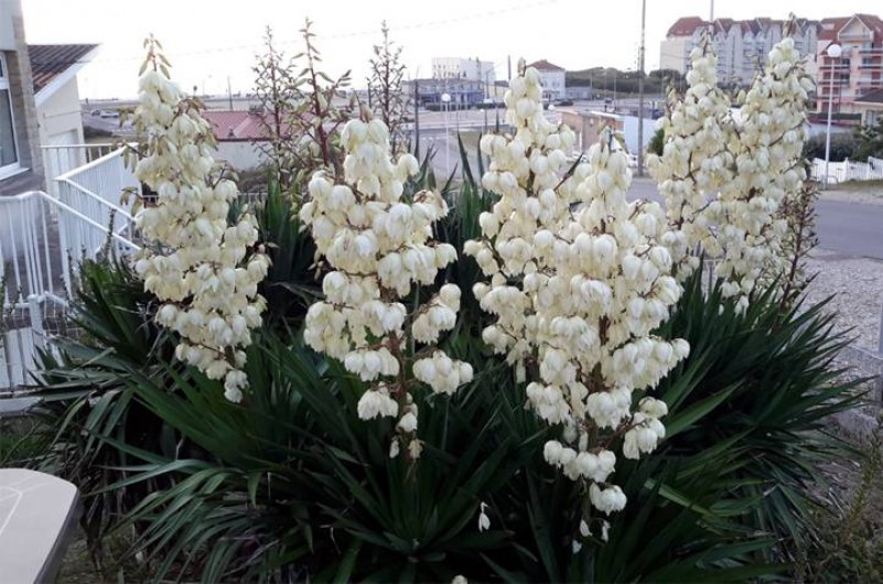 Location de vacances - Villa à Stella Plage